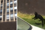 火事になったアパートの５階から華麗なダイブをして避難した猫が凄い！（アメリカ）