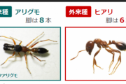 強毒のヒアリ、東京港青海ふ頭で定着か すでに別の場所に拡散した恐れも