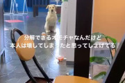 【動画】イッヌさん、分解できるオモチャを壊したと勘違いしてガチ凹み・・・w