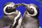 ペンギン、性関係がぐちゃぐちゃすぎる