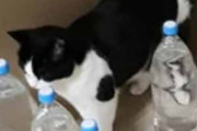ネコのためにペットボトルで「迷路」を作ってみた。３つのレベルに挑戦する！ → 猫はこうなる…