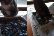 【どうぶつ画像】ジグソーパズルとねこ、でっかいわんことこねこ、収穫！ ほか【再】