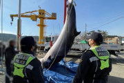 【韓国】 違法に捕獲した鯨を運搬した3人逮捕…捕獲加担者・流通担当追跡