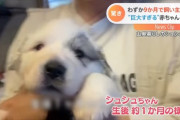 【悲報】子犬、たった9ヶ月でとんでもなくデカくなってしまう