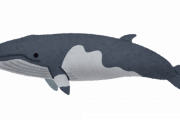 【悲報】世界「クジラって不味いし、栄養が高いわけでもないけりゃ値段が高いのになんで食ってんの？」