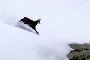 【動画】雪山を信じられない速度で駆け降りるヤギさんがすごすぎる。
