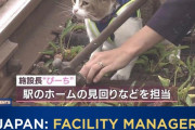 外国人「日本には猫が施設長やってる駅まであるらしい・・・」
