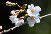 【東京】桜が開花！観測史上“最早”タイ　平年より１０日早く