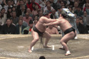 【GIF】日馬富士を返してくれ・・・