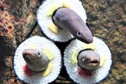 水族館さん「せや、恵方巻の中に生きたアナゴを入れてみるってのはどうやろ？」