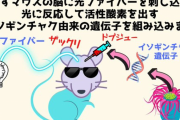 【画像】イソギンチャクの遺伝子を組み込まれたマウス、頭に光ファイバーを埋め込まれ記憶を消される・・・