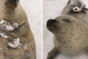 海外「紋別オホーツクランドのアザラシのぬいぐるみを抱くアザラシがかわいい」