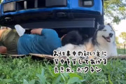 作業中の飼い主に背中を差し出したハスキーの心遣いと幸せそうな表情にグっとくる