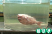 【動画有】魚を二酸化炭素中毒の酩酊状態にして運ぶ鮮魚輸送が活気。