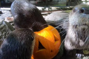 ”お魚くれなきゃイタズラするぞ！”ハロウィンを楽しむカワウソたちが可愛い