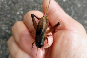【画像】コオロギ食、そもそもの見た目がキモすぎて批難殺到ｗｗｗｗｗｗｗ