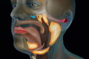 人間の喉から「新たな臓器」が見つかる！ 直径3.9cmの大きさにも関わらず未発見だった模様！