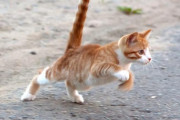 猫はどうして動体視力良いのにスレスレで道路渡ろうとするのか・・・・・