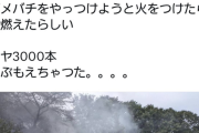 【画像】爺さん｢スズメバチが出て困ってるんだって？業者呼ぶと金掛かるからワシが火炎放射で駆除してやるわ｣ｗｗｗｗｗｗｗｗ