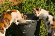 【動物】ネコに牛乳を飲ませてもいいのか？専門家は「30cmのピザを丸ごと食べているようなもの」と解説