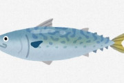 サバを刺身で食ったら絶対うまいやろ