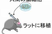 人間の脳細胞をラットの脳に移植する「脳置換」に成功　脳細胞置換は不老不死への入り口