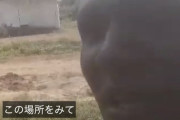 アフリカ人「自殺する予定だとDMをくれた日本人へ」