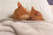 オフトゥンでの双子猫いちゃいちゃが尊い……　仲良しグルーミングに胸がキュンとなる