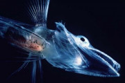 凍らない血液を持つ神秘の魚、「コオリウオ」の世界最大の繁殖地が南極で発見される