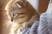 うちの猫さん、17年目にして遂に腹の上に乗るようになるwwww