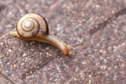 【悲報】カタツムリ見ないなと思ったら絶滅寸前で草・・・・・・・・・・・