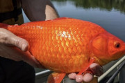 【衝撃画像】湖に放した金魚、巨大化してヤバい　嘘だろこれ…