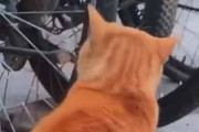【ちょっ！】 駐輪場に自転車が並んでいた。ちょうどいいところに♪ → 猫はこうしちゃう…