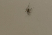 お風呂に蜘蛛いた！