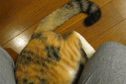 【再掲】なぜか足の間に突っ込んでくるのがマイブームのうちの猫