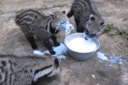 ジャコウネコさん、ミルクの飲み方が下手すぎてイエネコにドン引きされる