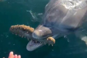 イルカさんが巨大ナマコやヒトデを人間に渡しに来る動画が話題に→人を喜ばせる為かと思いきやまさかの理由が・・・