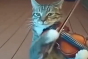 【動画】猫が夜中に楽器演奏して怒られるAI動画にハマりすぎて観るのやめられないんやが...