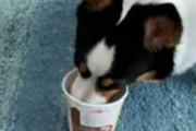 イヌが「カップアイス」を食べていた。それ、ちょっとちょうだい。飼い主が手を伸ばす → 犬はこうした…