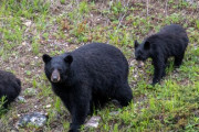 【驚愕】散歩中クマに遭遇し襲撃される 海外の反応
