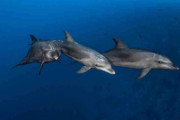 ”冒険家“か”壁の花“か、野生イルカの異なる性格が判明、研究