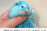 【画像】底辺ユーチューバー、ハムスターを青く染めてしまい大炎上ｗｗｗｗｗｗｗ