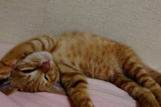 【画像多め】カメラを向けた時のうちの猫の表情がこちら…これはたまらんwwww