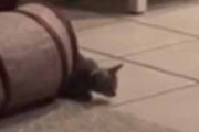 子ネコが物陰に隠れていた。猫を驚かそうと飛び出す。ばぁっ♪ はぅわっ！！ → 猫は思わずこうしちゃう…