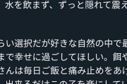 【悲報】保護猫活動家さん、保護した猫が病気だった為3日でリリース「自然の中で幸せに過ごして」