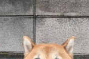 犬と猫を一緒に飼って「種族の壁を越えて仲良し」みたいなやつにあこがれるんやけど