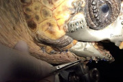 【朗報】事故でアゴを失ったウミガメ、チタンで生まれ変わる