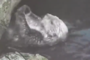 【動画】「ヤバい！ラッコのいる水槽にスマホを落としちゃった！」→結果ｗｗｗ