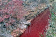 【韓国】川が真っ赤に！アフリカ豚コレラ拡散防止のため処分した豚の血が流れ込む