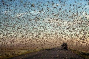 【バッタ速報】現在、バッタの群れ 4000億匹、幅40km、長さ60km、総重量80万トンオーバー
